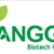yangge